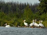 pelicans resting 8x10 6674  White Pelicans, Pelican Lake, BC